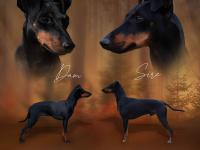 auksinesala_mancesteriai_1.jpg auksinesala_mancesteriai_1.jpg