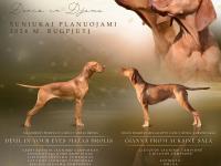 dzemos_vada1_0.jpg dzemos_vada1_0.jpg